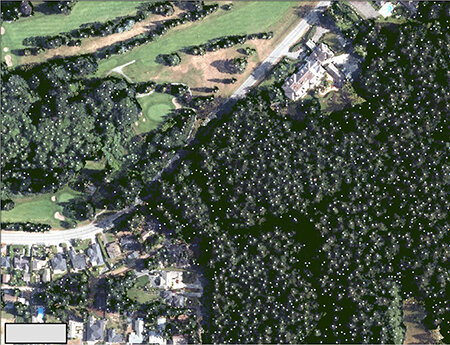 Identified tree crowns shown as white points